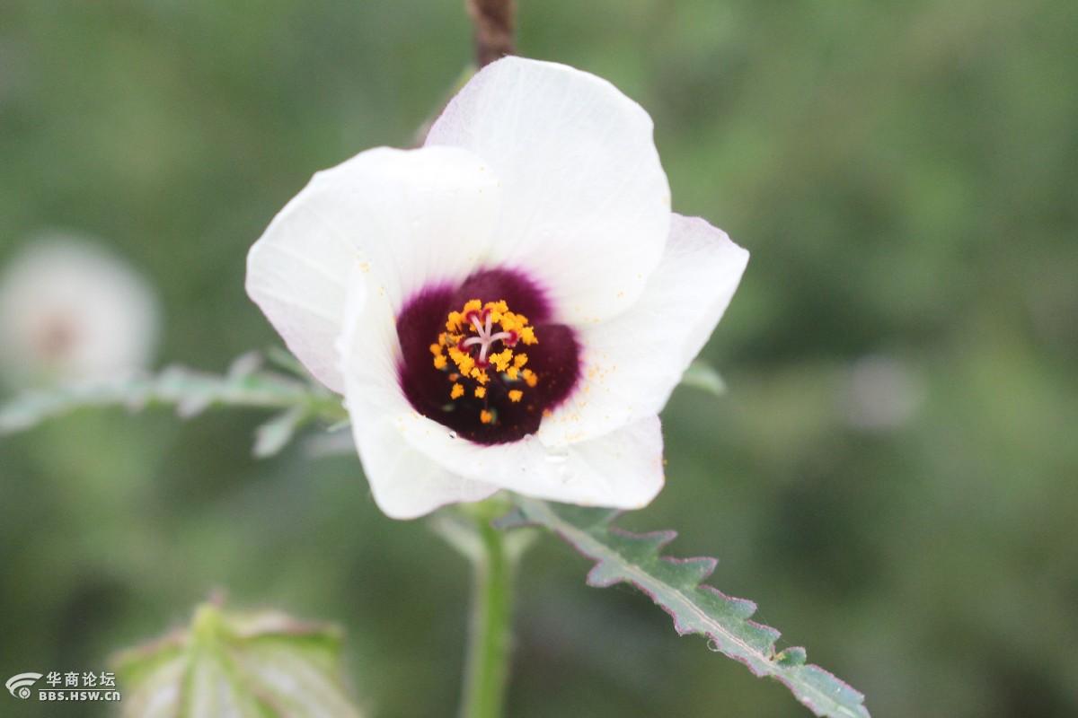 长知识路边的香铃草鬼灯笼