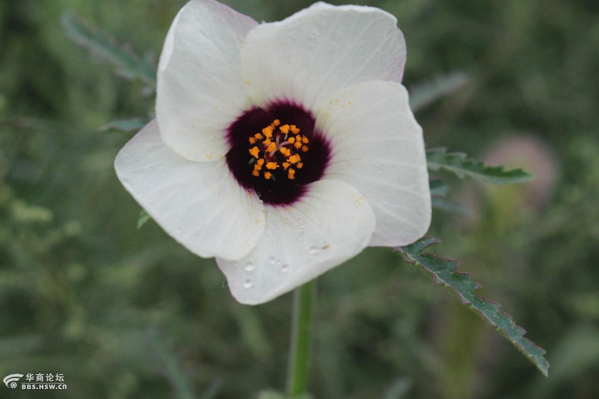 长知识路边的香铃草鬼灯笼