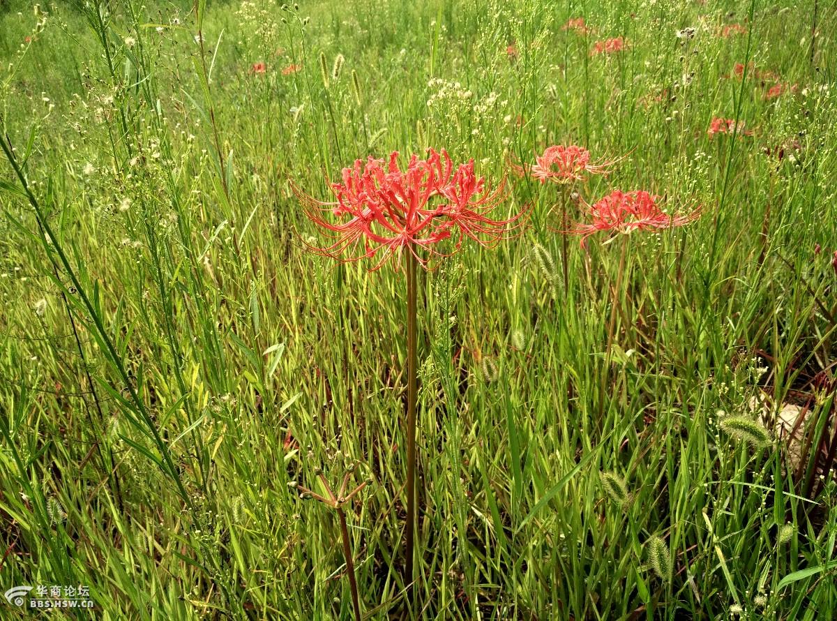 浐灞湿地公园美丽的"光棍花"