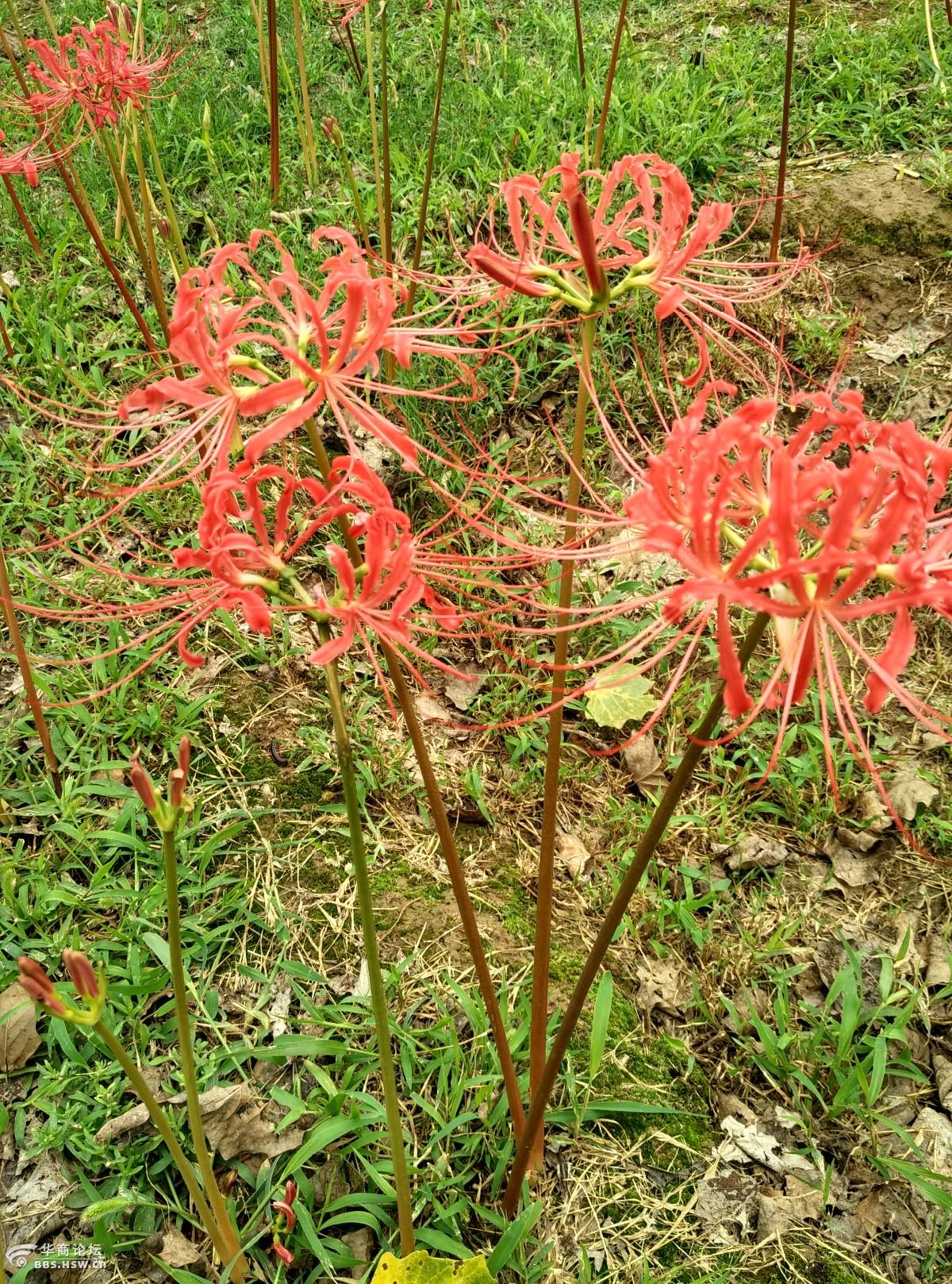浐灞湿地公园美丽的"光棍花"