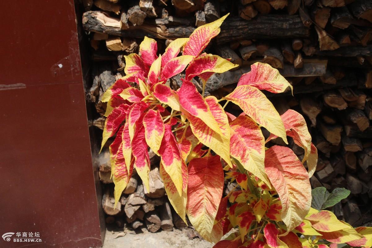 长知识立秋过后雁来红三色苋一品红