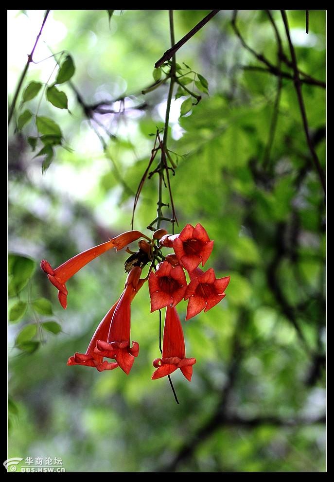 植物园乱拍1红花倒水莲凌霄花