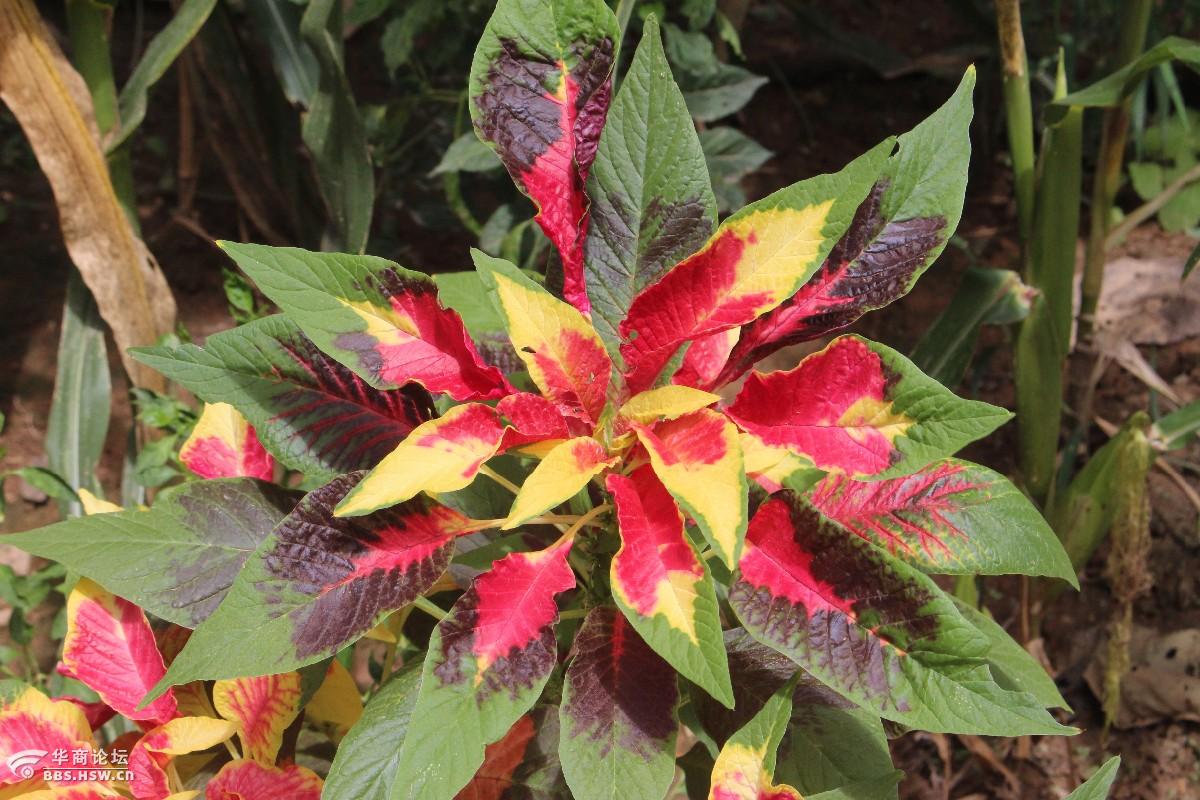 长知识立秋过后雁来红三色苋一品红