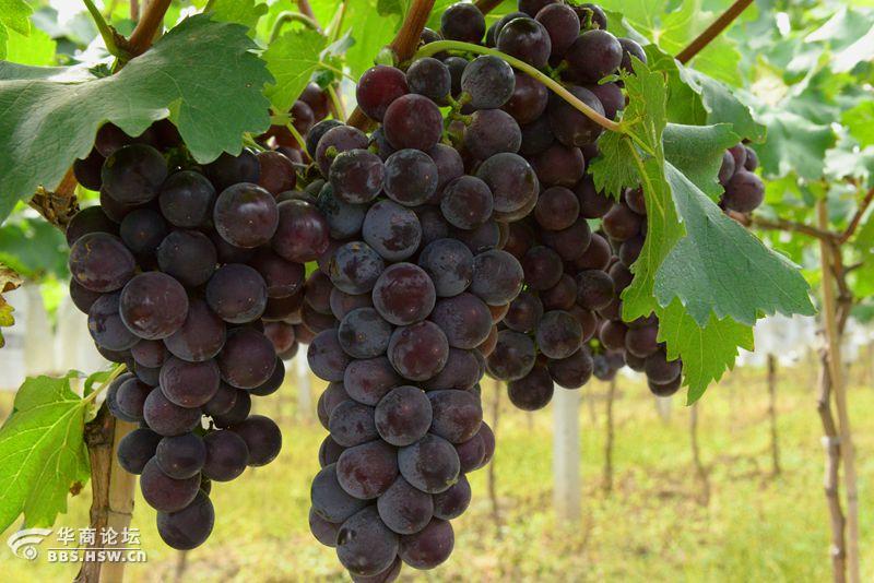 户县紫钻缘葡萄基地开园活动纪实果园中的新贵户太8号紫钻缘