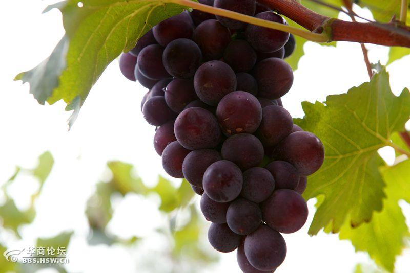 户县紫钻缘葡萄基地开园活动纪实果园中的新贵户太8号紫钻缘