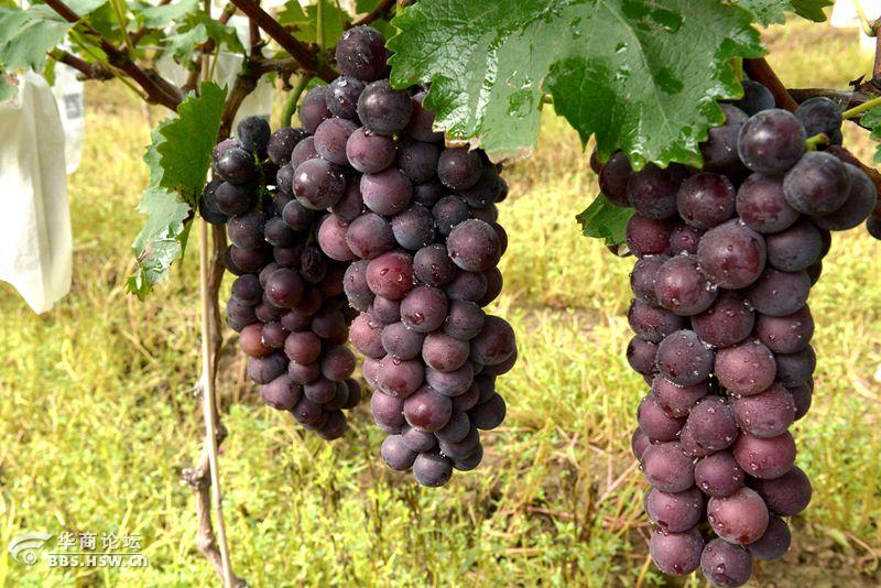 户县紫钻缘葡萄基地开园活动纪实果园中的新贵户太8号紫钻缘