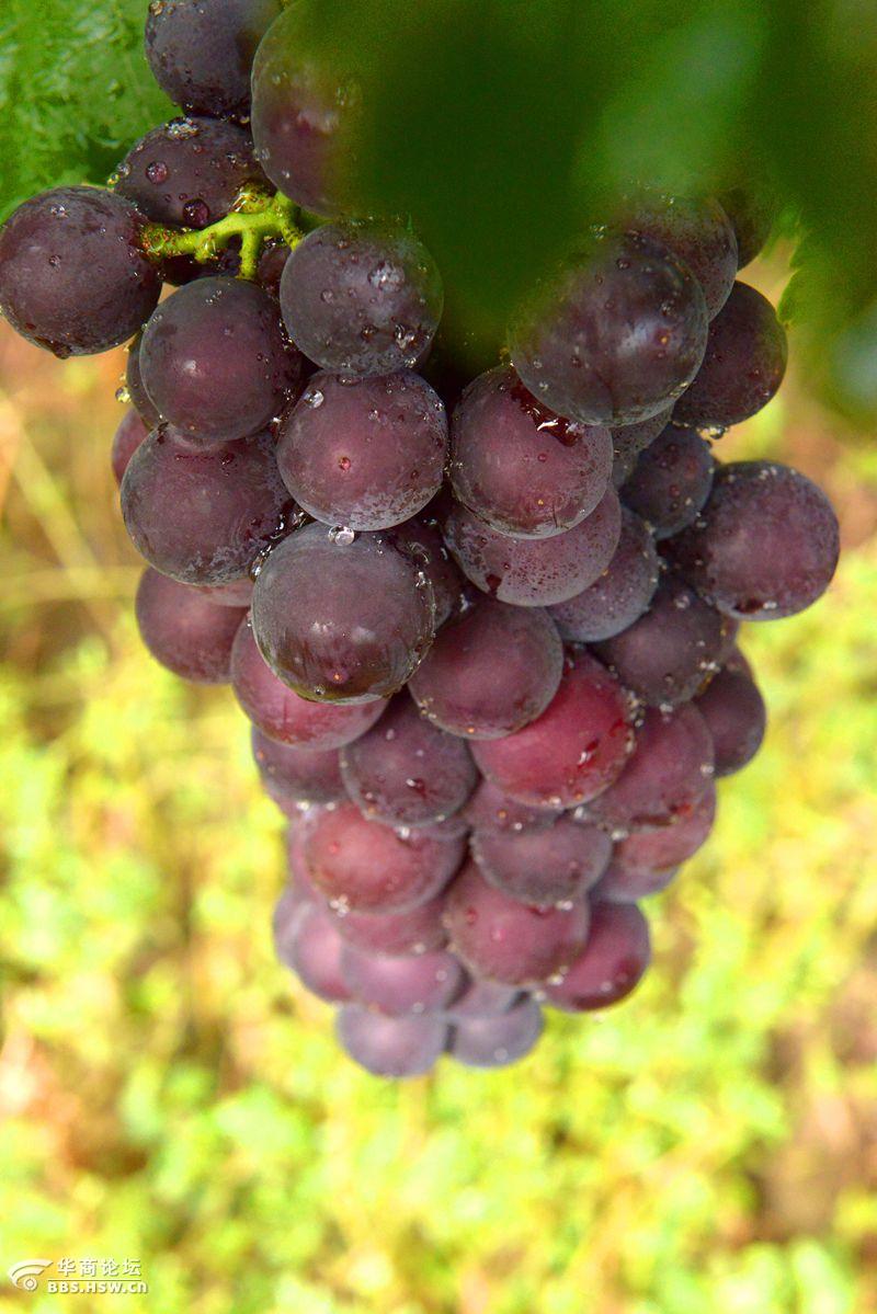 户县紫钻缘葡萄基地开园活动纪实果园中的新贵户太8号紫钻缘
