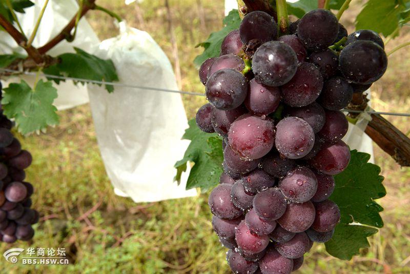 户县紫钻缘葡萄基地开园活动纪实果园中的新贵户太8号紫钻缘