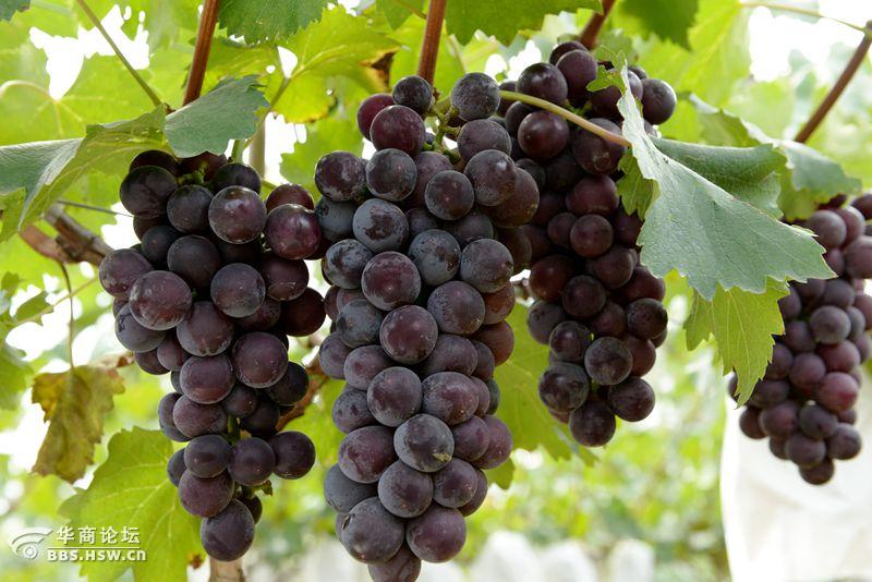 户县紫钻缘葡萄基地开园活动纪实果园中的新贵户太8号紫钻缘