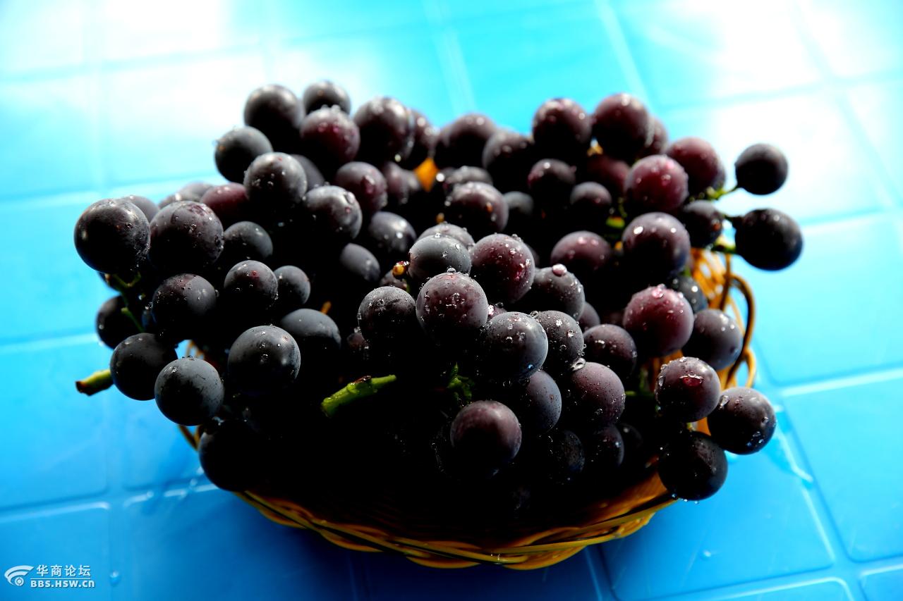 碎米碎片大自然的馈赠紫钻缘葡萄真正的户太八号