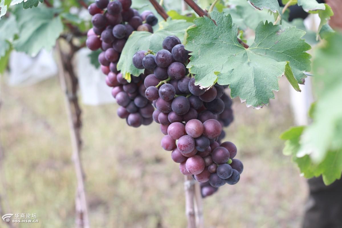 户县紫钻缘葡萄