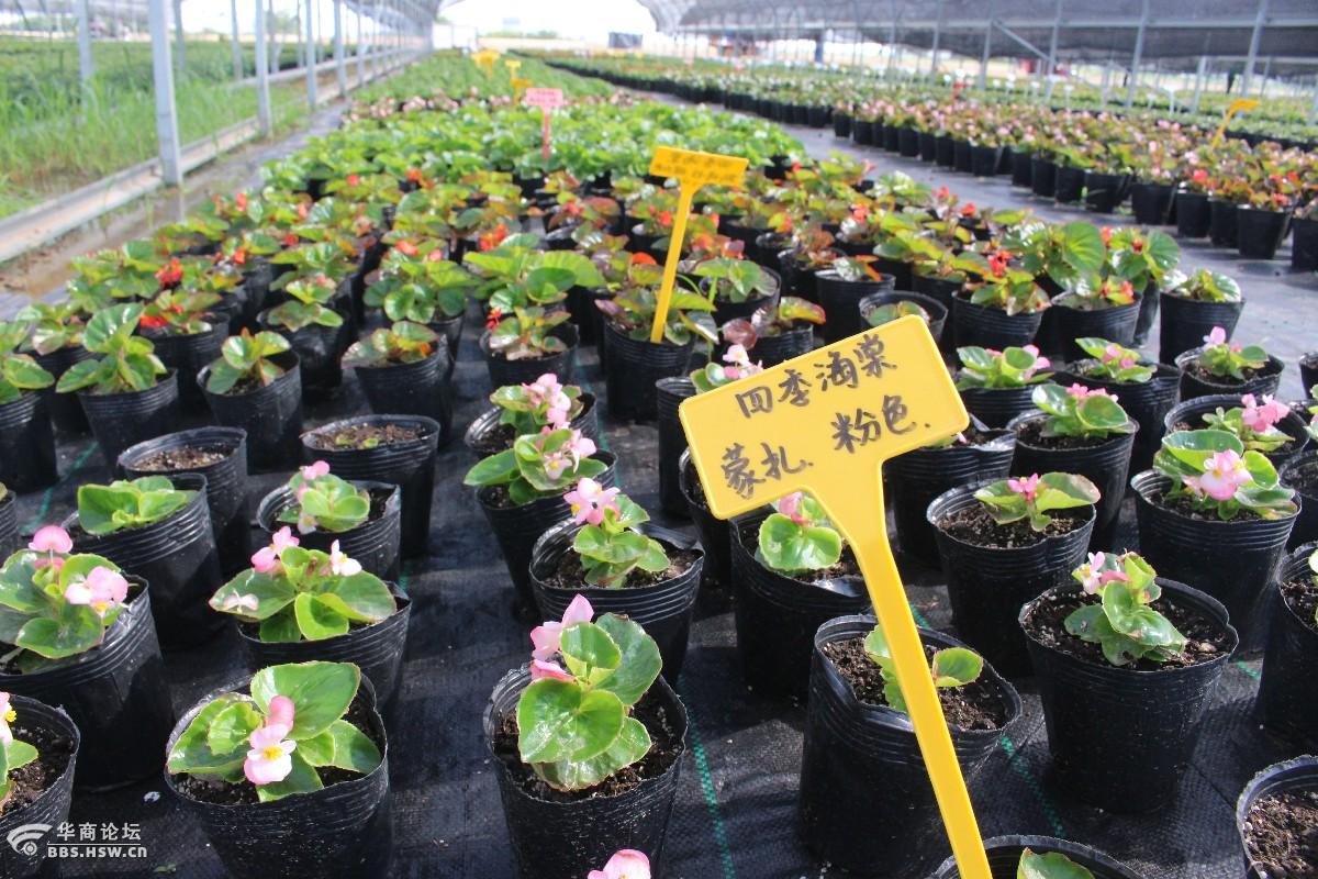 咸阳又添新景点西咸国际农庄花卉区