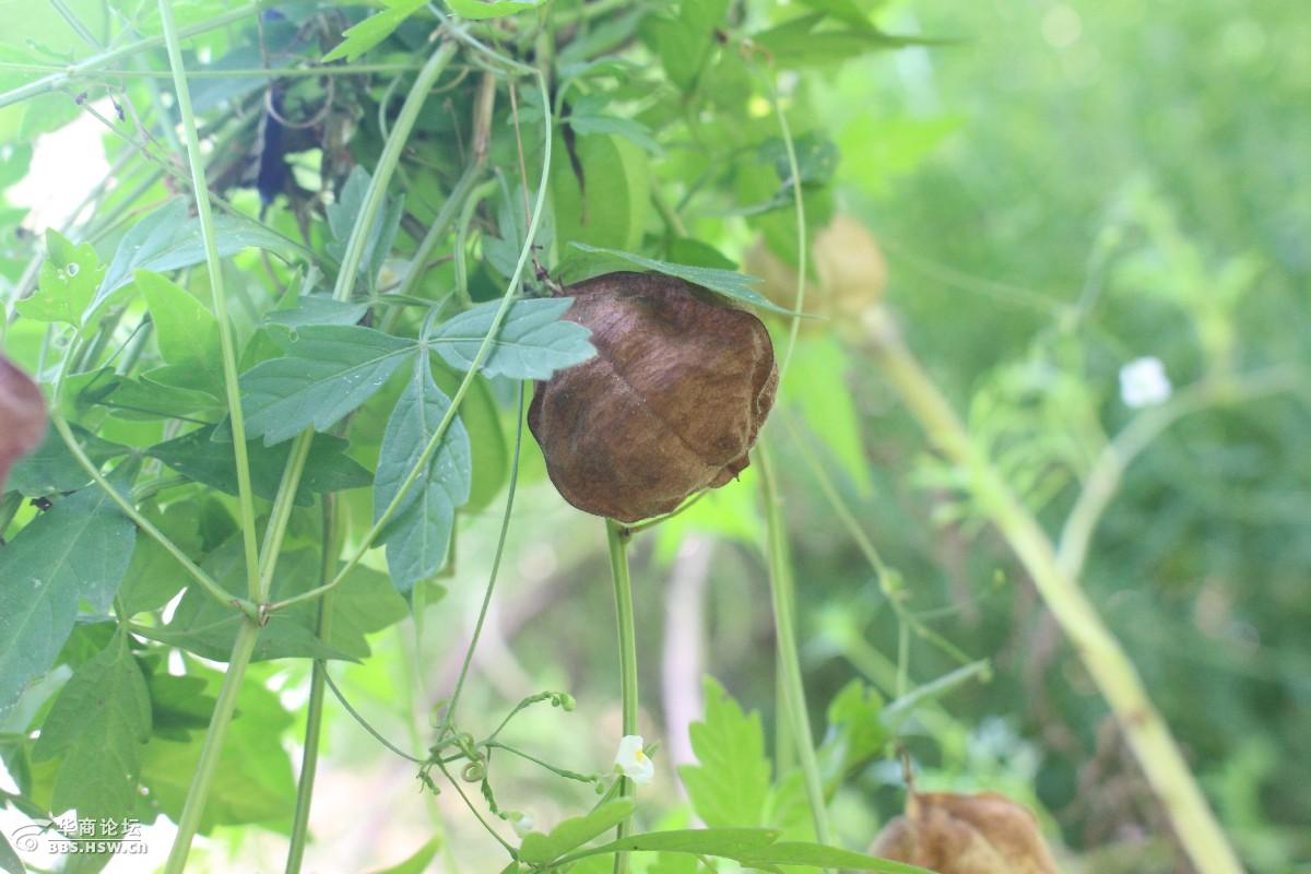 长知识中药倒地铃原来就是心豆藤