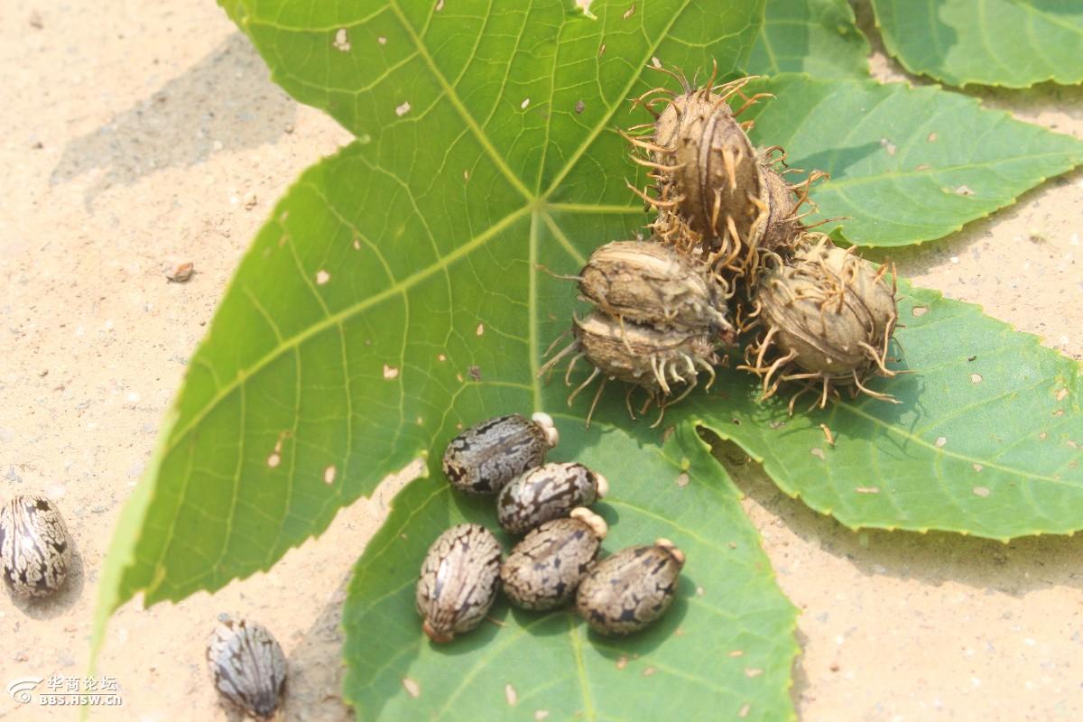 长知识蓖麻有毒