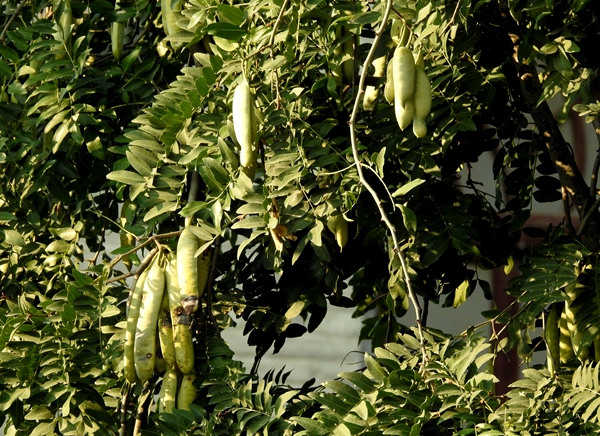 皂角树