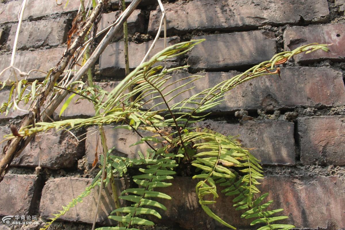 长知识长在墙上的中药蜈蚣草