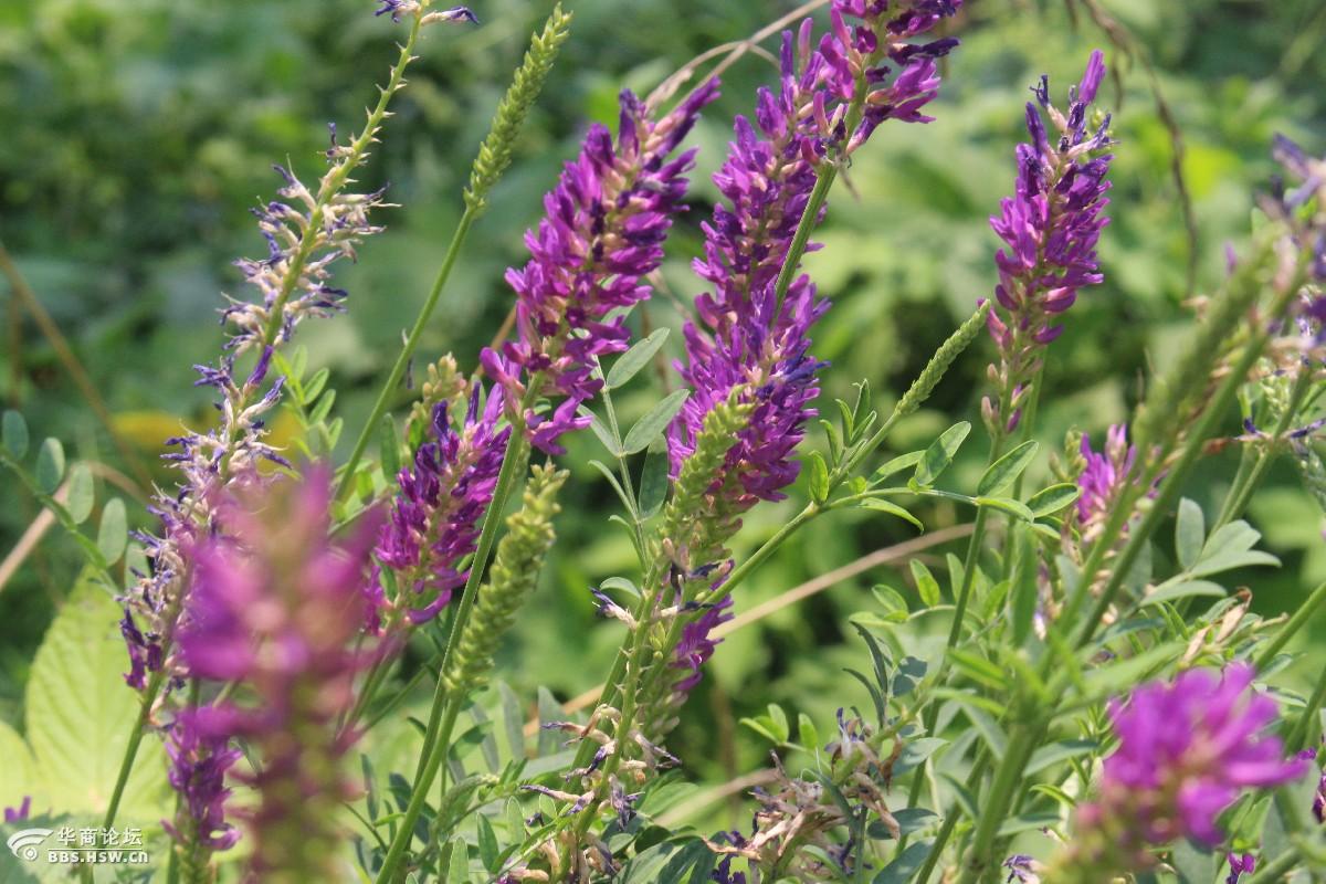 长知识牧草皇后红豆草