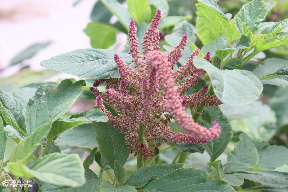 长知识优质饲料人称千谷苋的繁谷苋