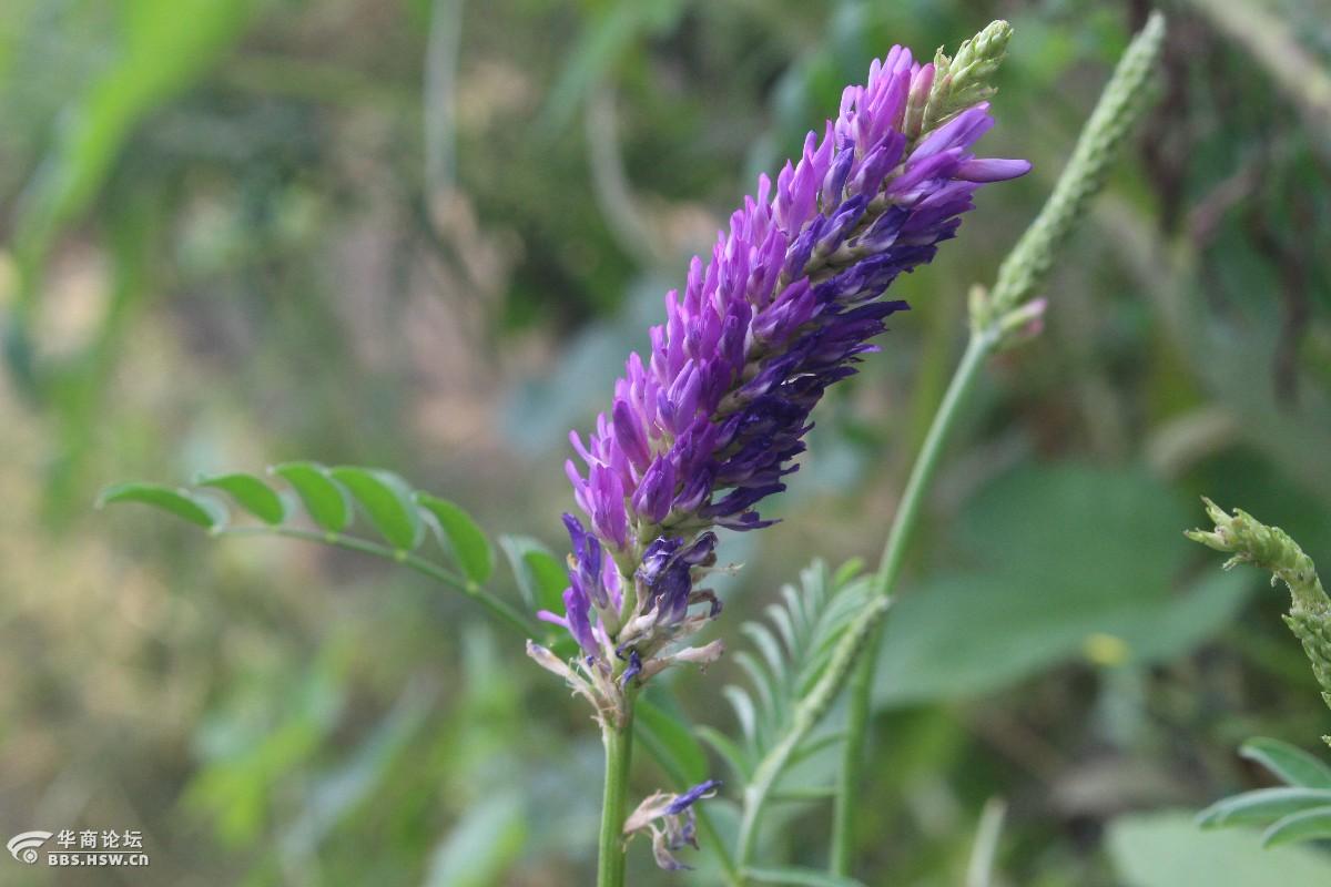 长知识牧草皇后红豆草