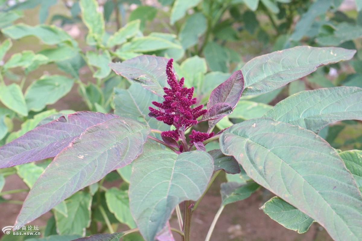 长知识优质饲料人称千谷苋的繁谷苋