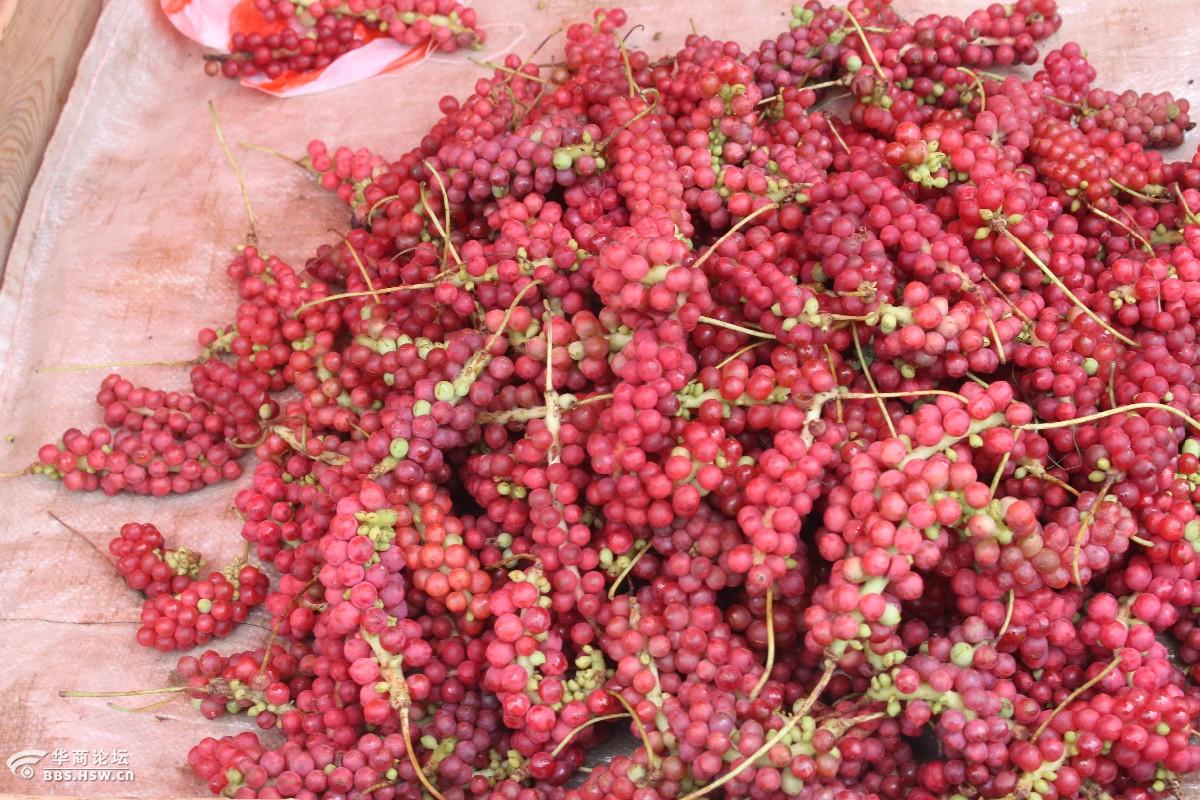 名旅户外腐败93周日五味子野葡萄熟啦