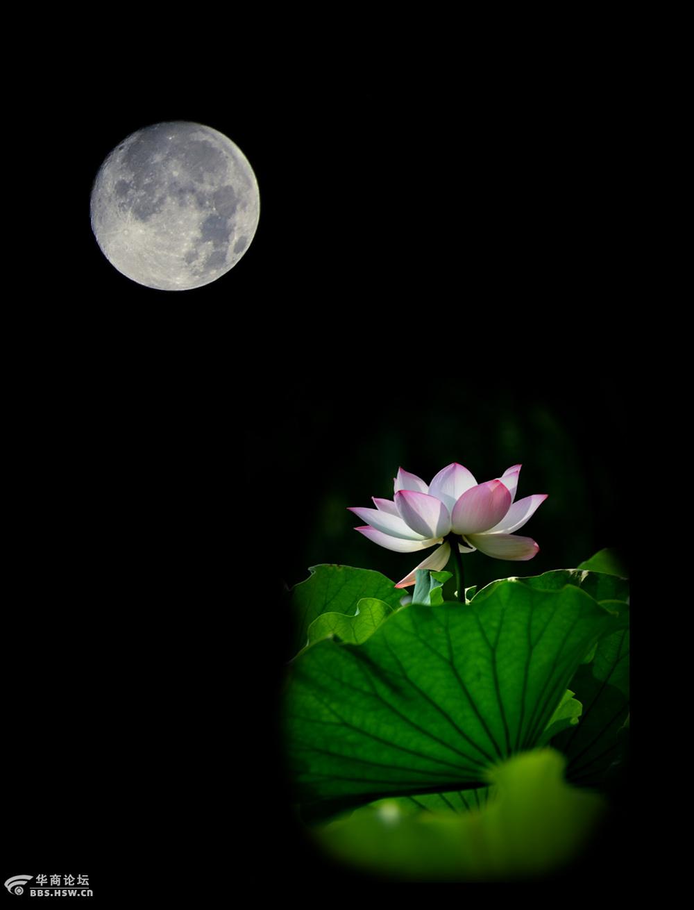 花好月圆十五的月亮十六圆凌晨拍摄