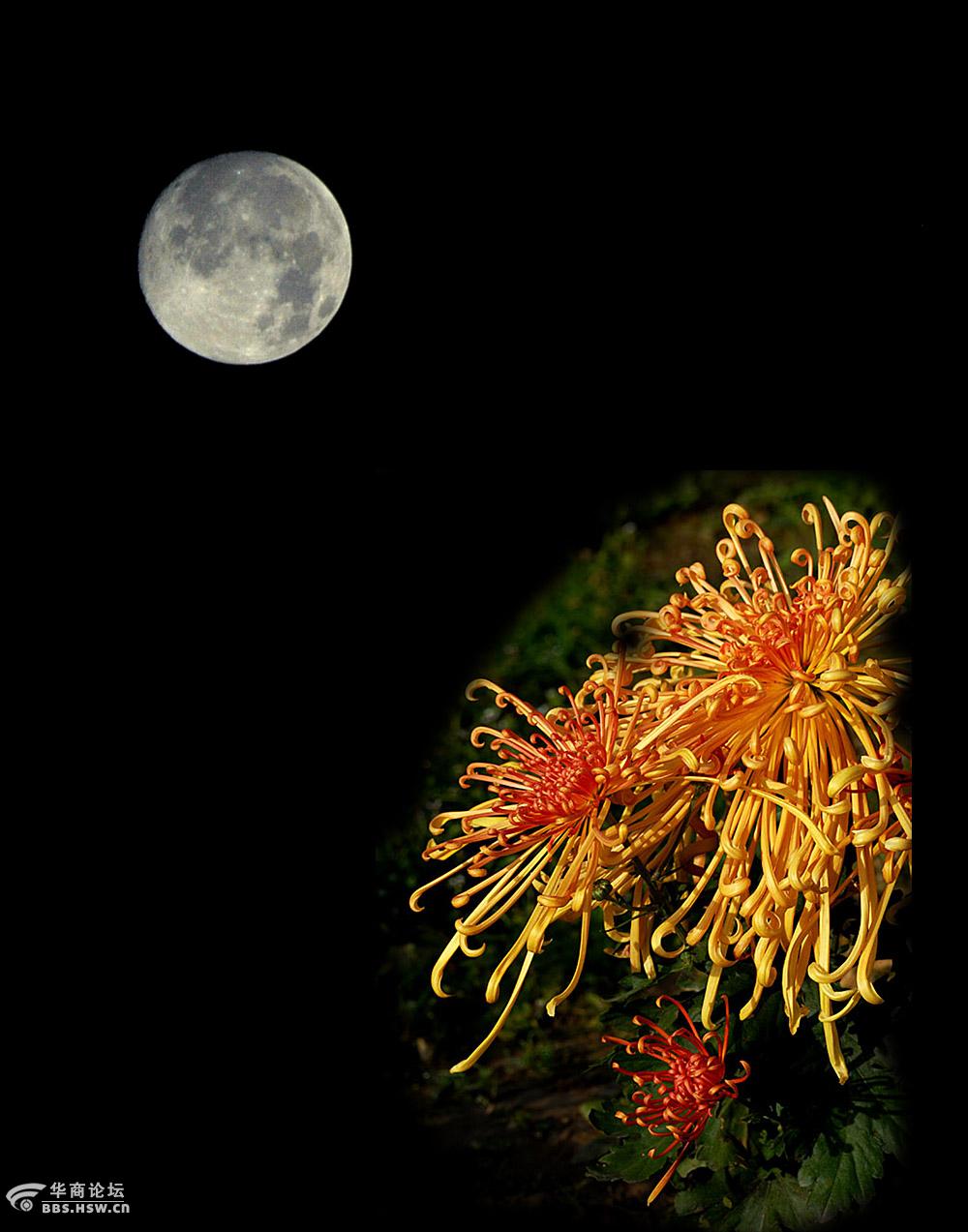 【花好月圆】十五的月亮十六圆凌晨拍摄