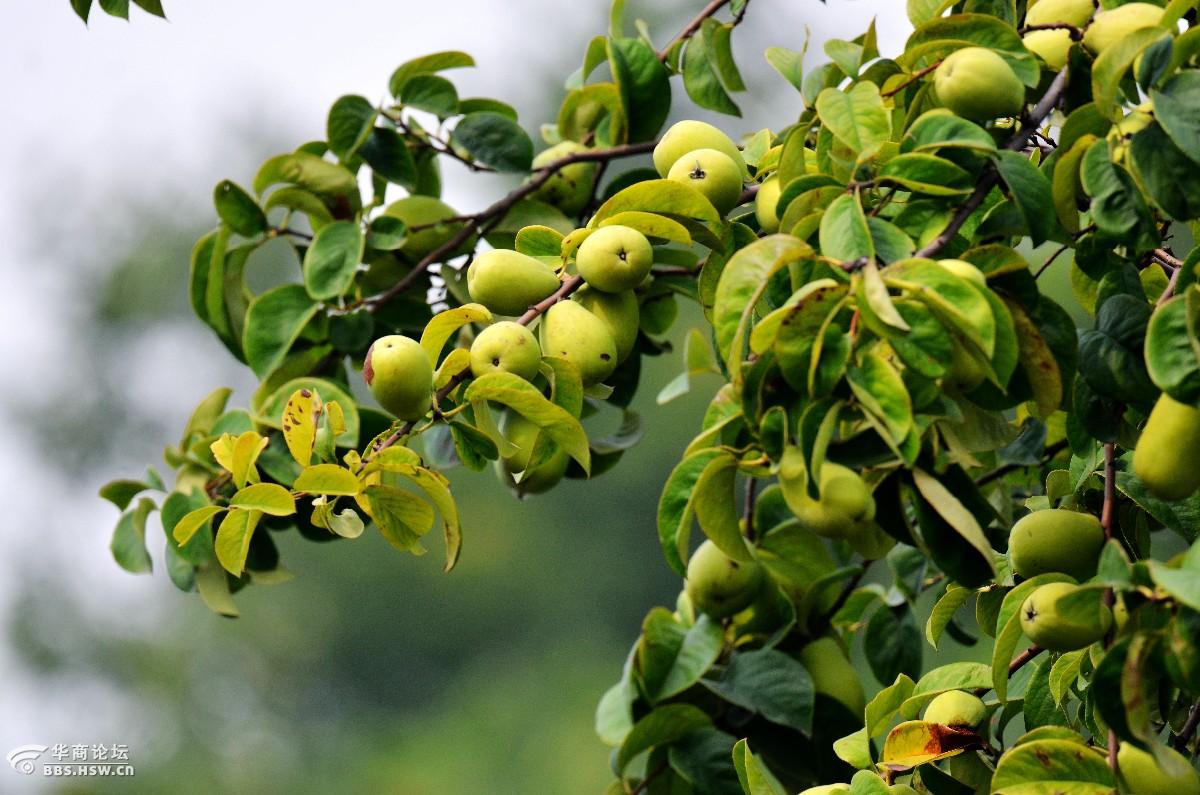兴庆宫园的木瓜长这样-科普一下-游山玩水-华商论坛