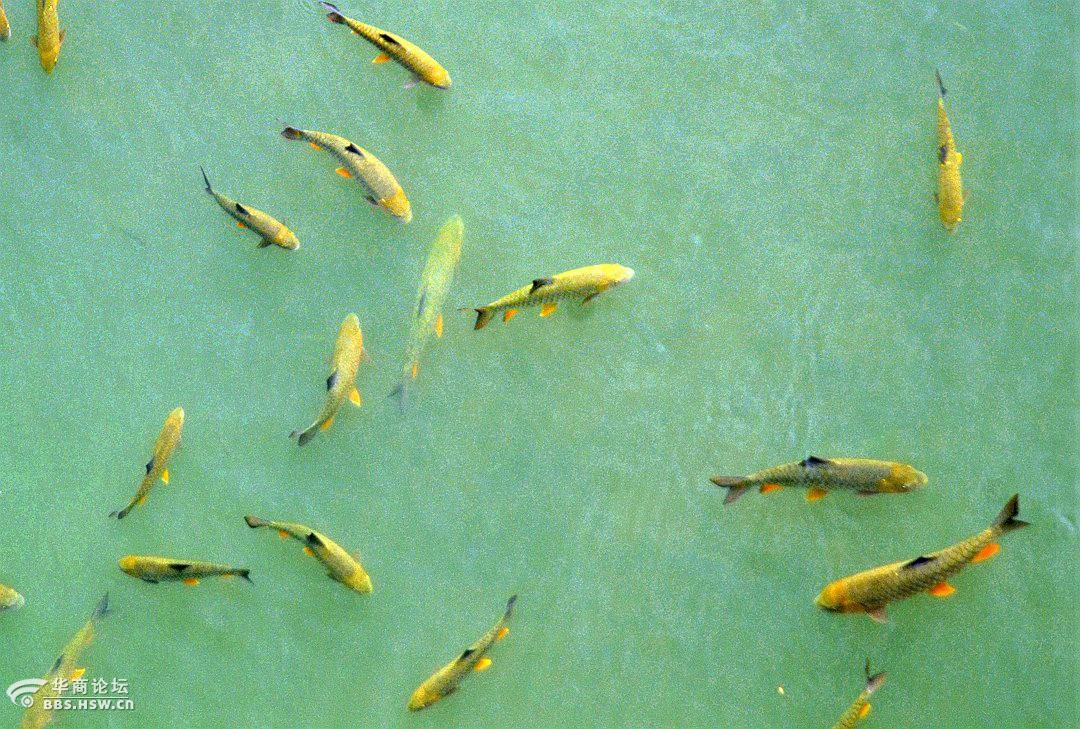 武夷山的红眼将军鱼