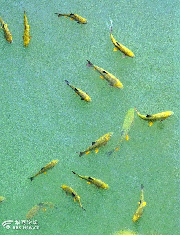 武夷山的红眼将军鱼