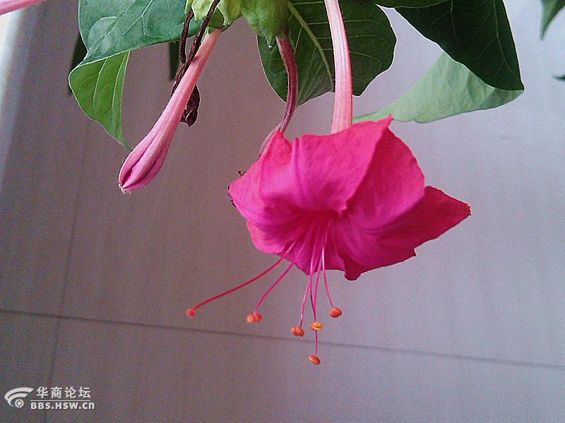 【手机拍摄】盆栽紫茉莉