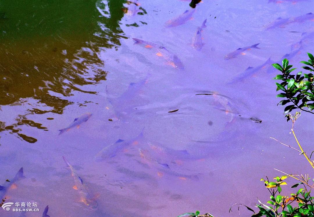 武夷山的红眼将军鱼