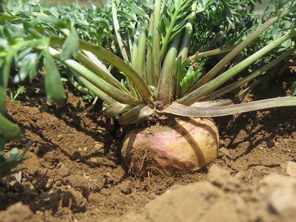 没有一张大牌开路再顺的小牌都出不去