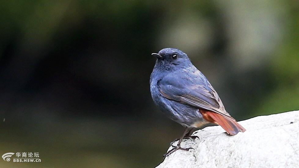 看图说鸟13秦岭最常见的水鸟红尾水鸲qǘ