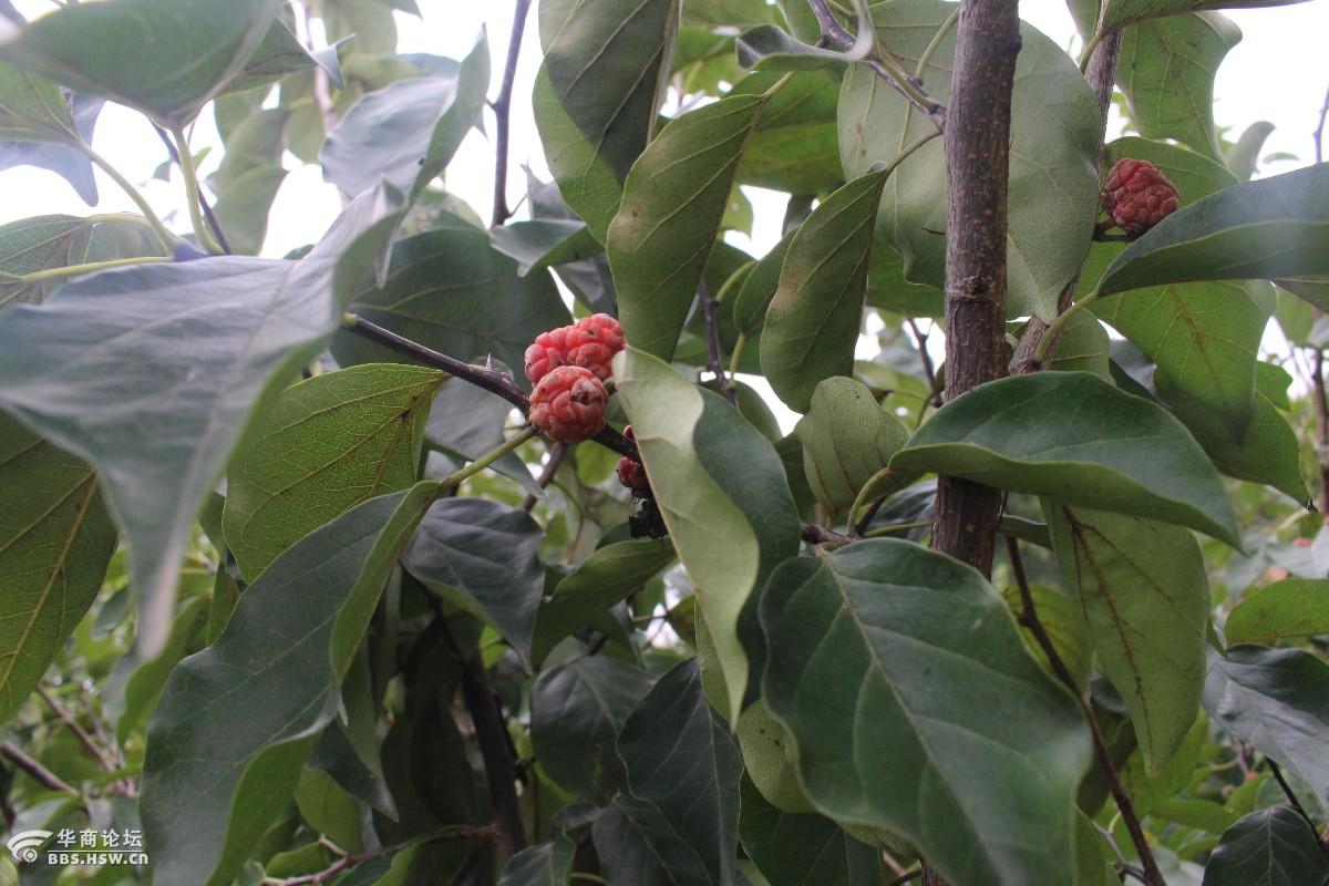 长知识穿破石就是柘zhe树的根