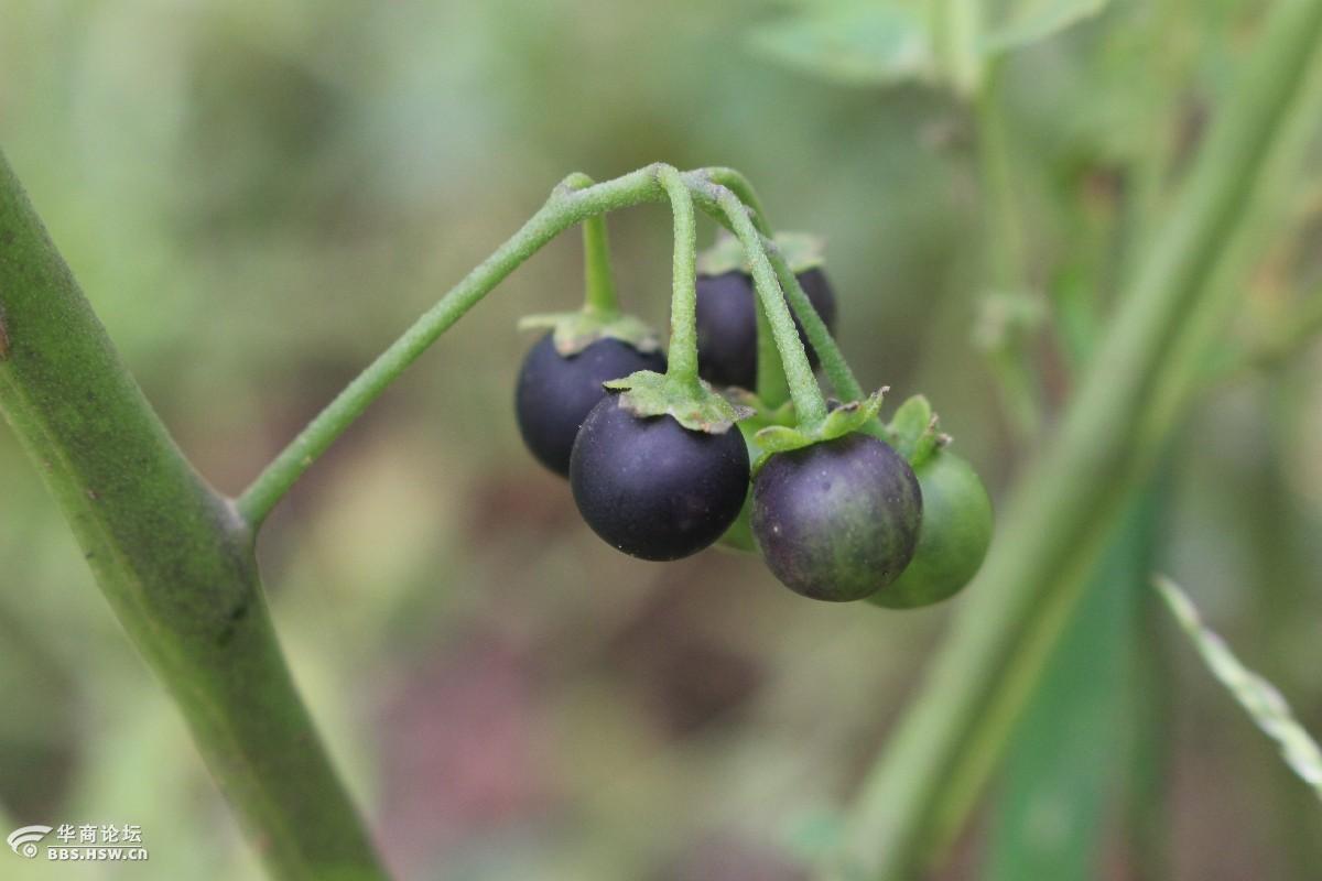 长知识龙葵野茄子