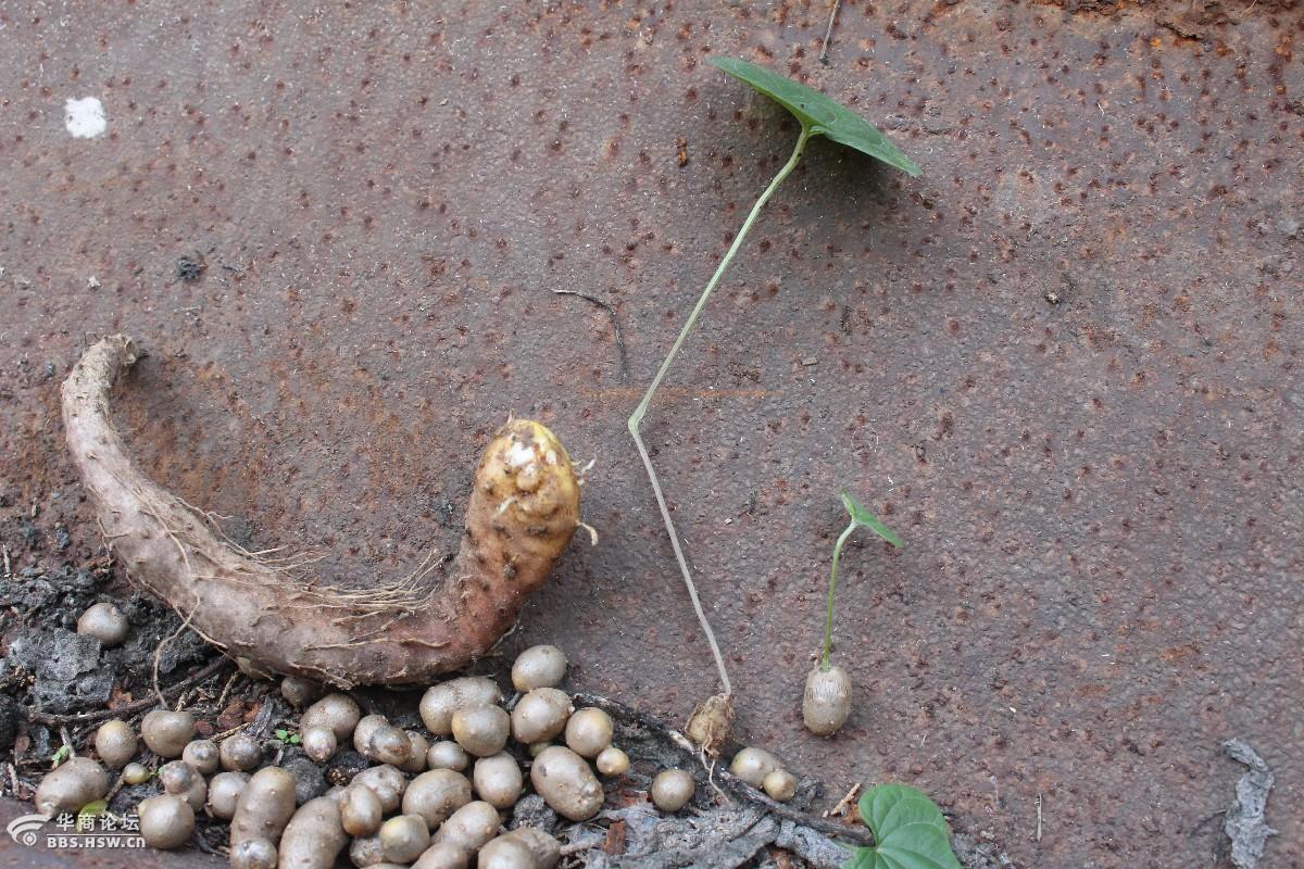 长知识山药和山药蛋