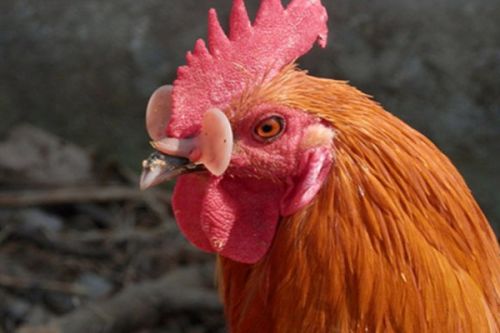 柞水一养鸡场的公鸡集体戴上眼镜