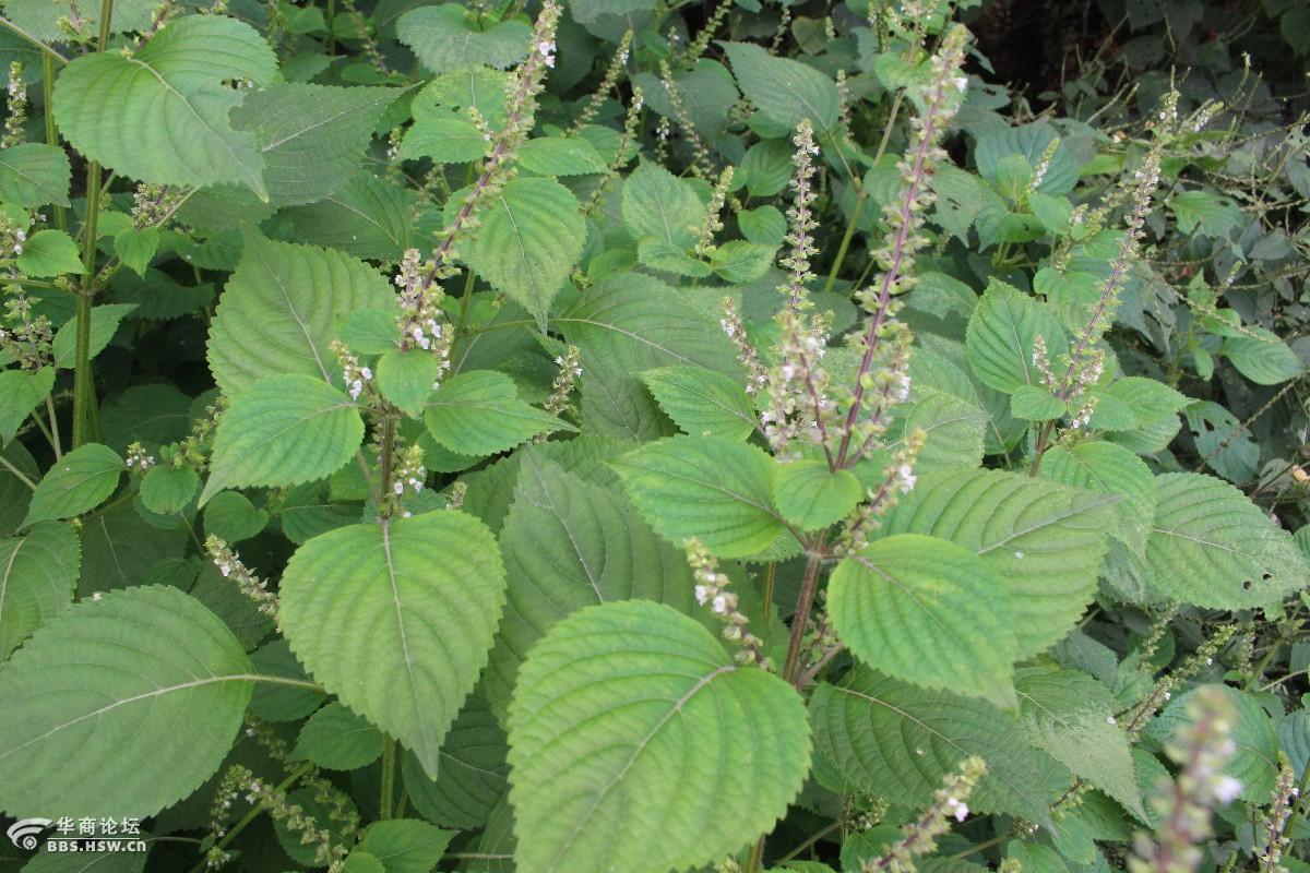 长知识苏子白苏紫苏