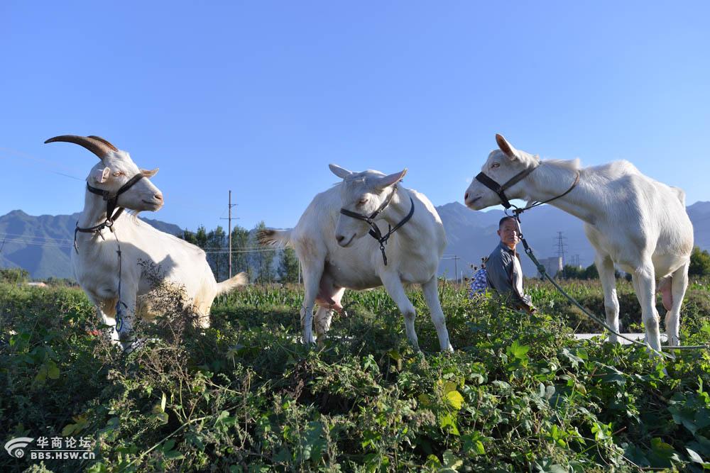 雨过天晴农村转拍摄放羊的老羊官【三羊开泰】-全民乱拍-华商论坛