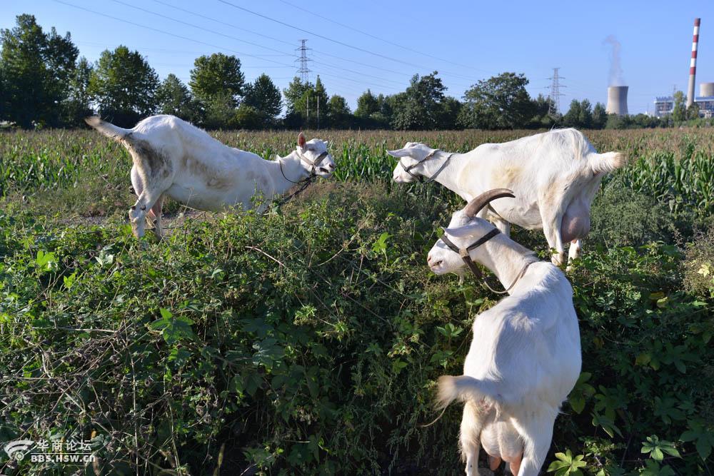 雨过天晴农村转拍摄放羊的老羊官三羊开泰