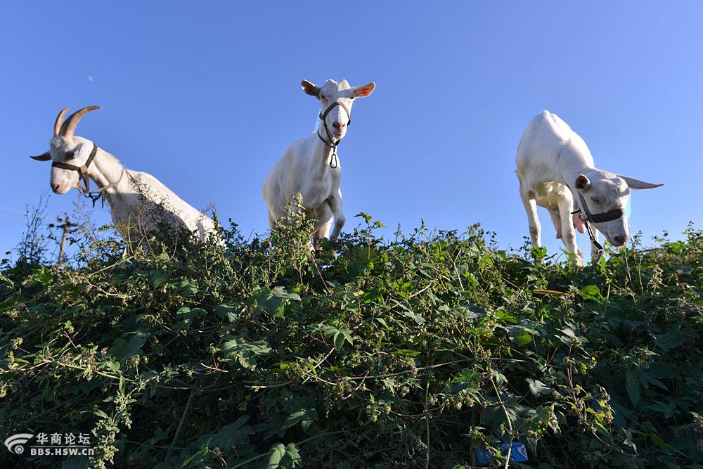 雨过天晴农村转拍摄放羊的老羊官【三羊开泰】-全民乱拍-华商论坛