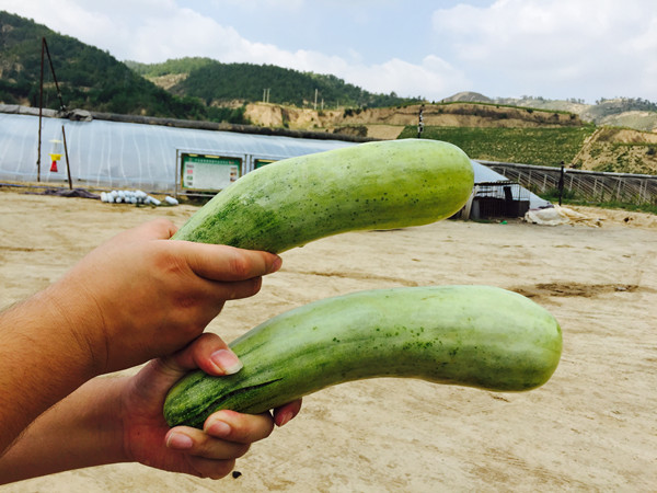 子长甜瓜长条形技术人员解释新品种 适合糖尿病人食用