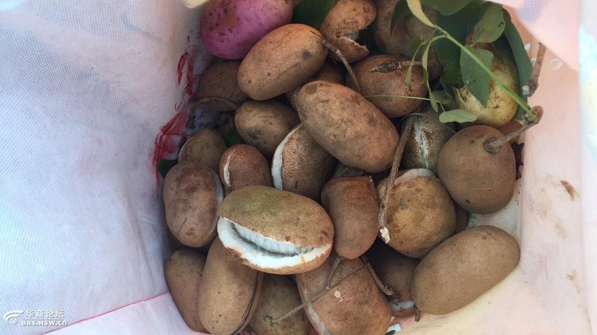 谁认识这是啥果子