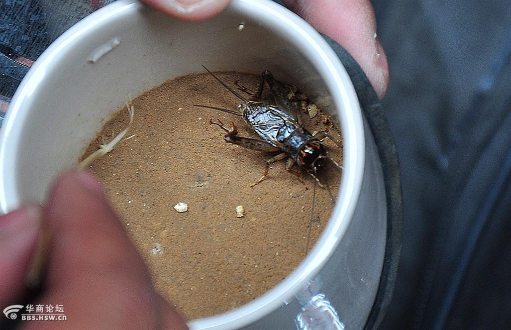 一组蟋蟀虫王争霸 斗蟋蟀