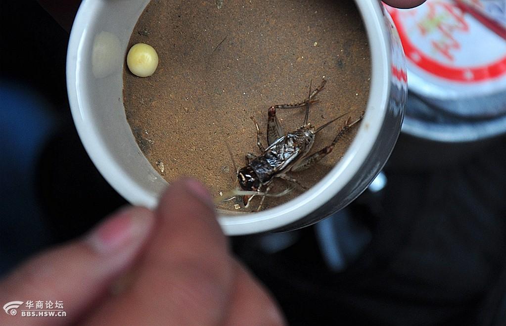 一组蟋蟀虫王争霸 斗蟋蟀