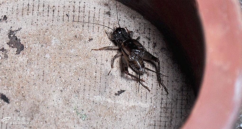 一组蟋蟀虫王争霸斗蟋蟀