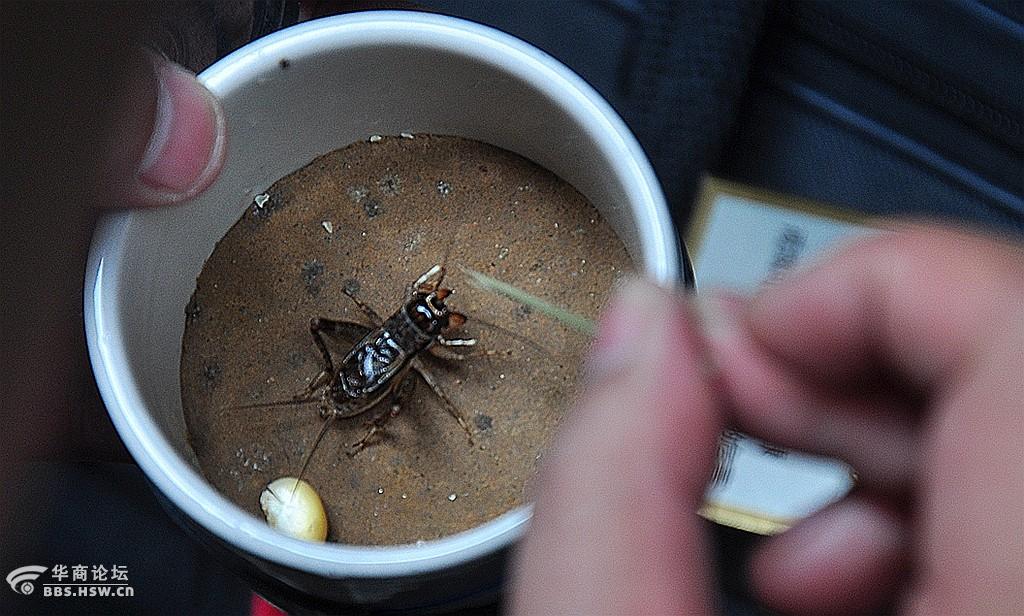 一组蟋蟀虫王争霸斗蟋蟀