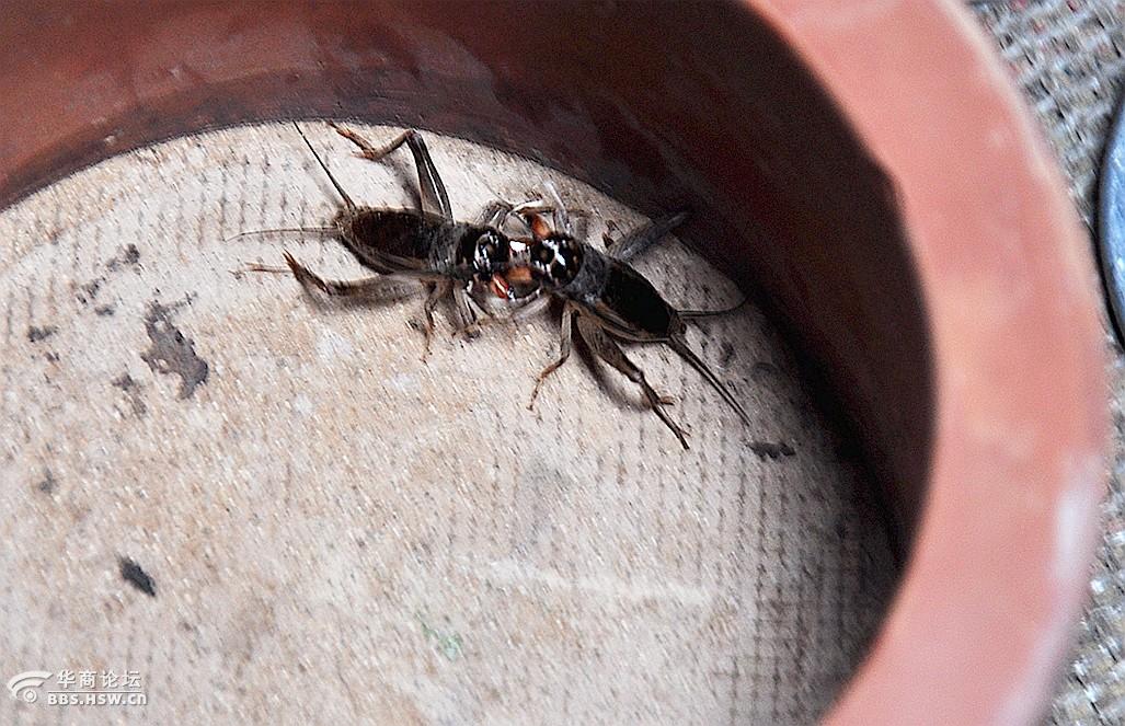 一组蟋蟀虫王争霸斗蟋蟀