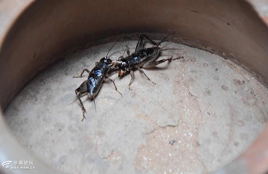 一组蟋蟀虫王争霸 斗蟋蟀